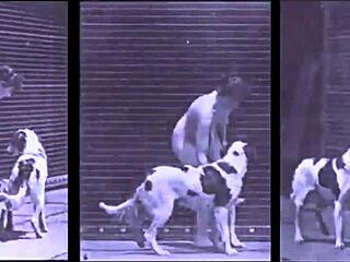 डार्क लैंटर्न एंटरटेनमेंट प्रेजेंट्स विंटेज ब्यूटी को डॉगीस्टाइल में!