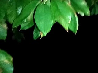 A Sudden Encounter with a Forest Witch