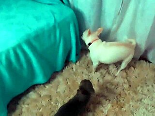 beautiful cosplay girl invites you to web chat fun