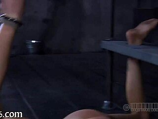 four cuties trapped inside a diminutive cage, teasingly confined.