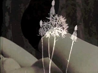 Vintage English Erotica From My Secret Life