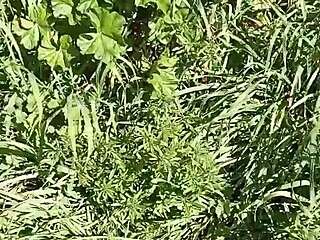 gretala in the meadow and cave getting excited