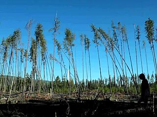 Naked Redhead Masturbates In Forest