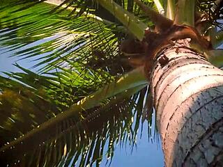 Secret Sex With Brunette Wife Diana Grace And Big Cock