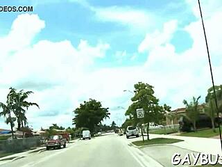 Two gay lads sucking cocks hard