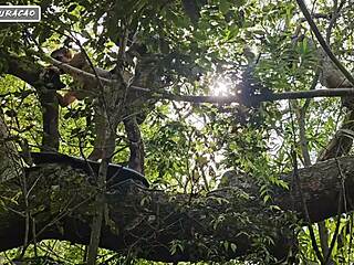 Brunette Fetish in Forest Feels Wild with Outdoor Interracial Anal Play