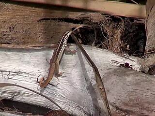 teen babe in creampie casting fucks gardener first time