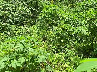 i love using sex toys for assfucking and anal masturbation with amateurs