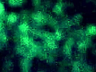 amateur whore takes on black cock with her wet mouth in a steamy session