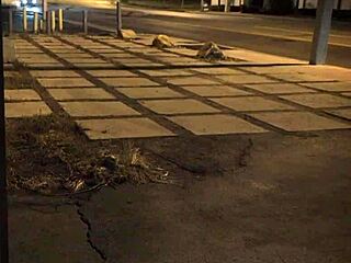 Stranded Teen Amateur Rough Fucked Outdoors